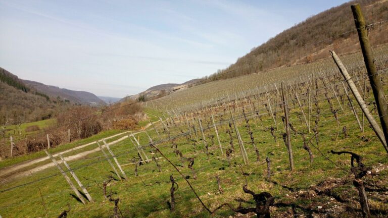 Randonnée dans les vignes